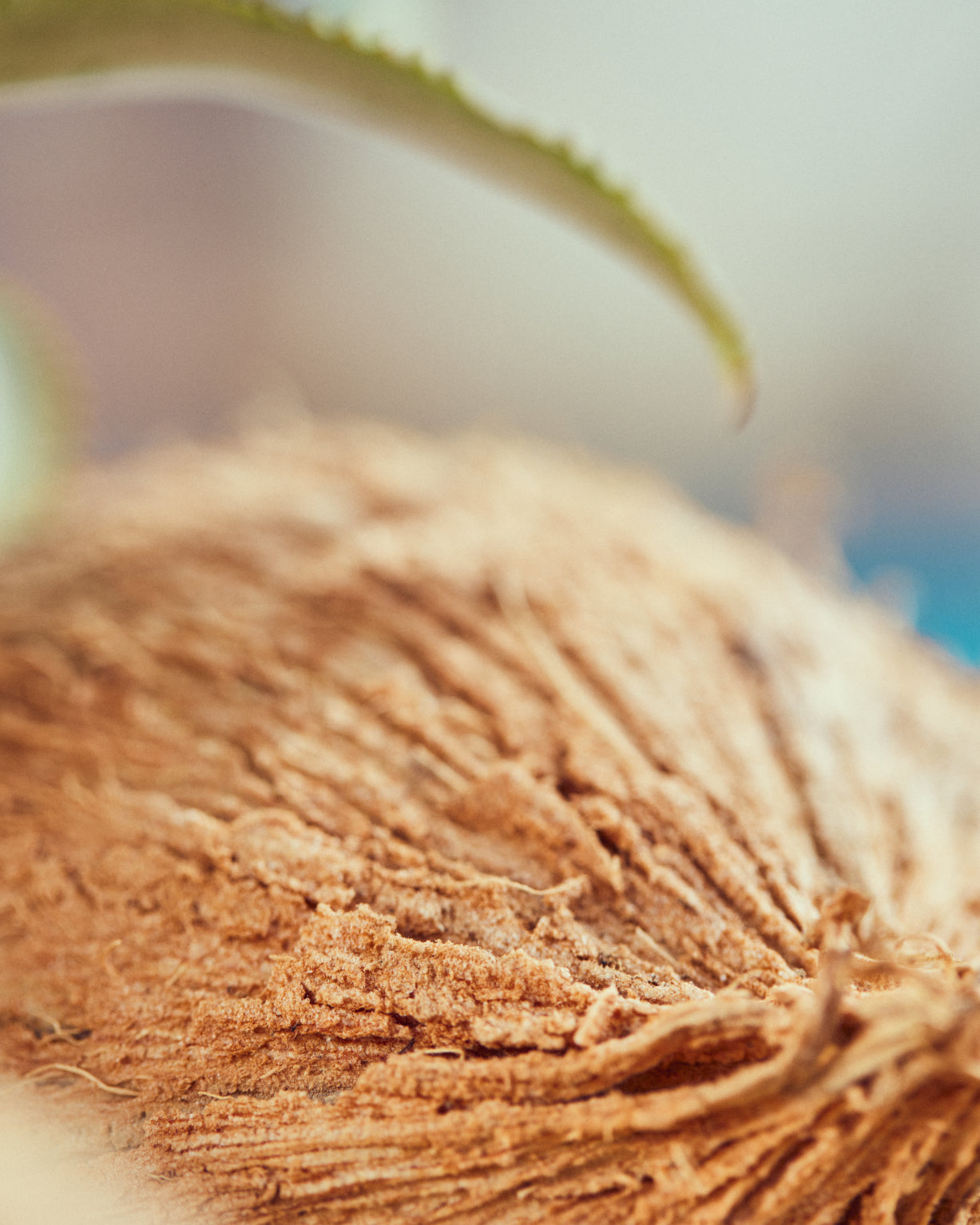 Close-up of a coconut, highlighting the KOKO PIÑA hydration product, featuring sweet coconut and fruity pineapple flavors. Limited Edition by waterdrop®.